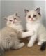 Mooie Ragdoll kittens voor adoptie. - 1 - Thumbnail