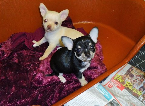 Prachtige Chihuahua pups voor adoptie - 0