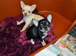 Prachtige Chihuahua pups voor adoptie - 0 - Thumbnail