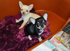 Prachtige Chihuahua pups voor adoptie