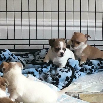 Goed getrainde chihuahua-puppy's - 0