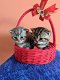 We hebben prachtige kittens beschikbaar kijk op onze lijst - 1 - Thumbnail