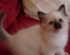 We hebben prachtige kittens beschikbaar kijk op onze lijst - 4 - Thumbnail