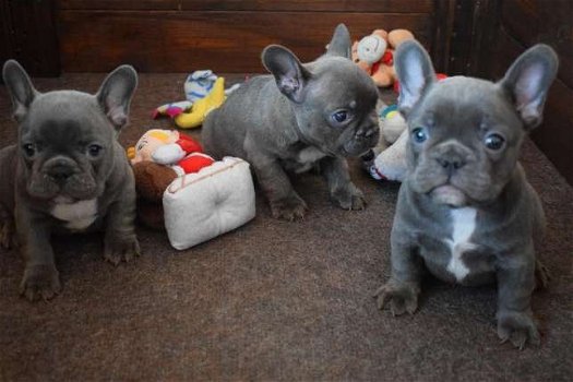 Blauwe Franse Bulldog Pups - 0