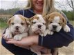 Engelse Bulldog-puppy's voor adoptie - 0 - Thumbnail