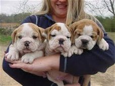 Engelse Bulldog-puppy's voor adoptie