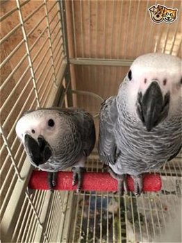 2 tam 19 weken oude grijze papegaaien - 0
