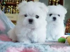 Zoete charmante Maltese puppy's 