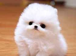 Pomeranian pups beschikbaar!! - 0