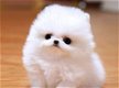 Pomeranian pups beschikbaar!! - 0 - Thumbnail