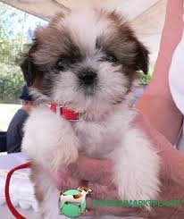 Shih Tzu-puppy's beschikbaar - 0