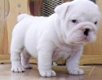 ? Engelse Bulldog puppies te koop - 0 - Thumbnail