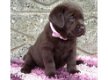 Gezond en rasechte Labrador pups. - 0 - Thumbnail