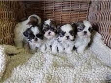 Mooie mannelijke en vrouwelijke Shih Tzu-puppy's