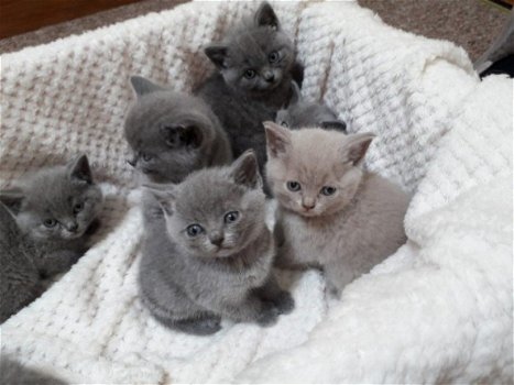 5 Britse kittens met kort haar Bsh geregistreerd - 0