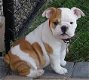 Engelse Bulldog Pups Kc Geregistreerd - 0 - Thumbnail