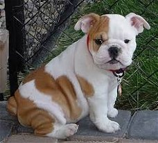 Engelse Bulldog Pups Kc Geregistreerd 