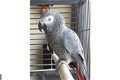 Vrij tamme grijze roodstaart papegaai - 0 - Thumbnail