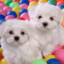 ? Maltese puppy's Puppy's