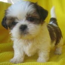 Prachtige imperiale Shih Tzu-puppy's - 0