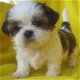 Prachtige imperiale Shih Tzu-puppy's - 0 - Thumbnail