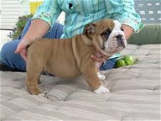 Uitstekende Engelse Bulldog-puppy's