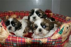 Prachtige SHIH TZU puppies