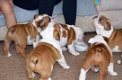 Prachtige Kc Bulldog Puppies - 0 - Thumbnail