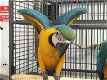 14 weken oud fluit blauwe en gouden papegaaien - 0 - Thumbnail