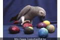 Jonge super tamme Congo Afrikaanse grijze papegaaien - 0 - Thumbnail