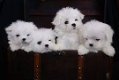 AKC mannelijke en vrouwelijke Maltese puppy's te koop - 0 - Thumbnail