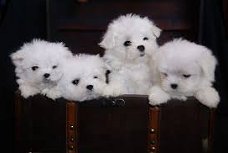 AKC mannelijke en vrouwelijke Maltese puppy's te koop