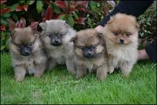 Teacup Pomeranian Pups Beschikbaar voor verkoop