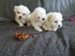 Twee Maltese puppy's hebben een nieuw gezin nodig - 0 - Thumbnail