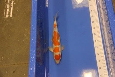 Japan Koi Suda Nissai 45-50 cm - 1