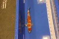 Japan Koi Suda Nissai 45-50 cm - 1 - Thumbnail