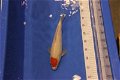 Japan Koi Suda Nissai 45-50 cm - 2 - Thumbnail