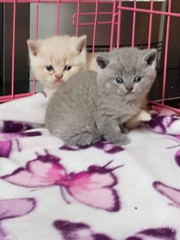 Twee mooie Britse korthaar-kittens ter adoptie - 0