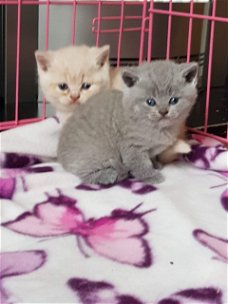 Twee mooie Britse korthaar-kittens ter adoptie