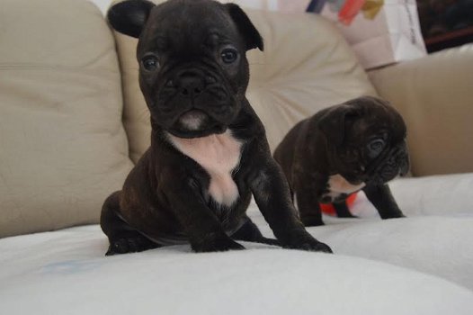 Franse Bulldog Puppies voor adoptie - 0