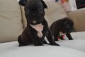 Franse Bulldog Puppies voor adoptie - 0 - Thumbnail