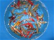 Japan Koi Singichi 10-12 cm Tossai - 0 - Thumbnail