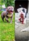 American Bully !!! - 3 - Thumbnail