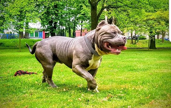 American Bully !!! - 4