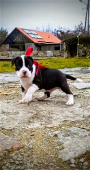 American Bully !!! - 5