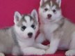 Rasechte Siberische Husky Pups - 0 - Thumbnail