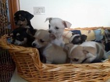 Mooie Chihuahua pups, langharig en kortharig