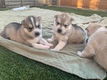 Siberische husky puppies te koop - 0 - Thumbnail