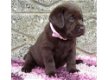 Gezond en rasechte Labrador pups - 0 - Thumbnail