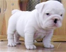 ? Engelse Bulldog puppies te koop 